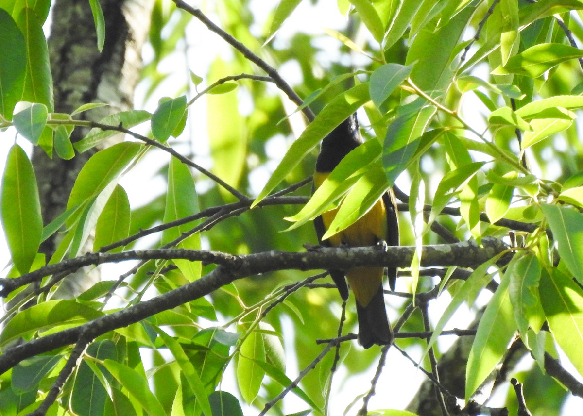 Orange-bellied Leafbird - ML615461040