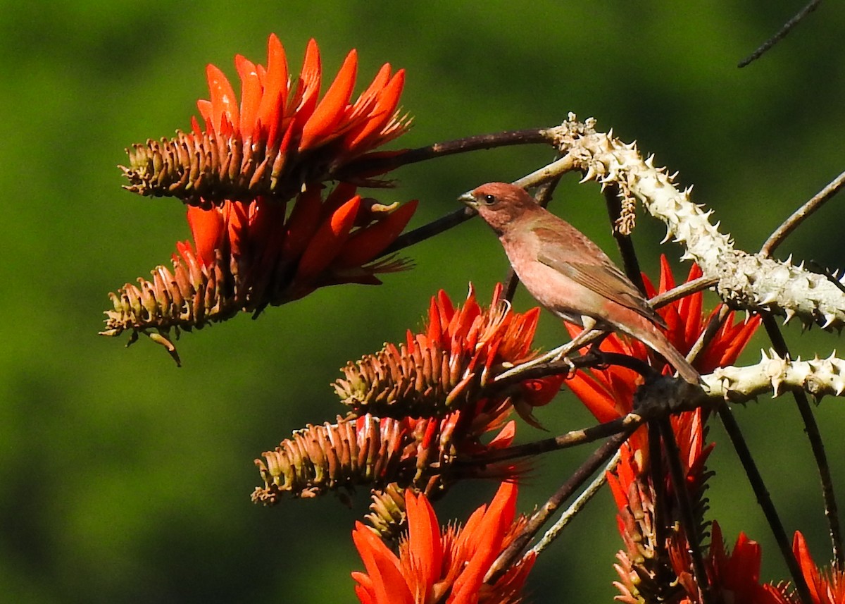 Common Rosefinch - ML615461043