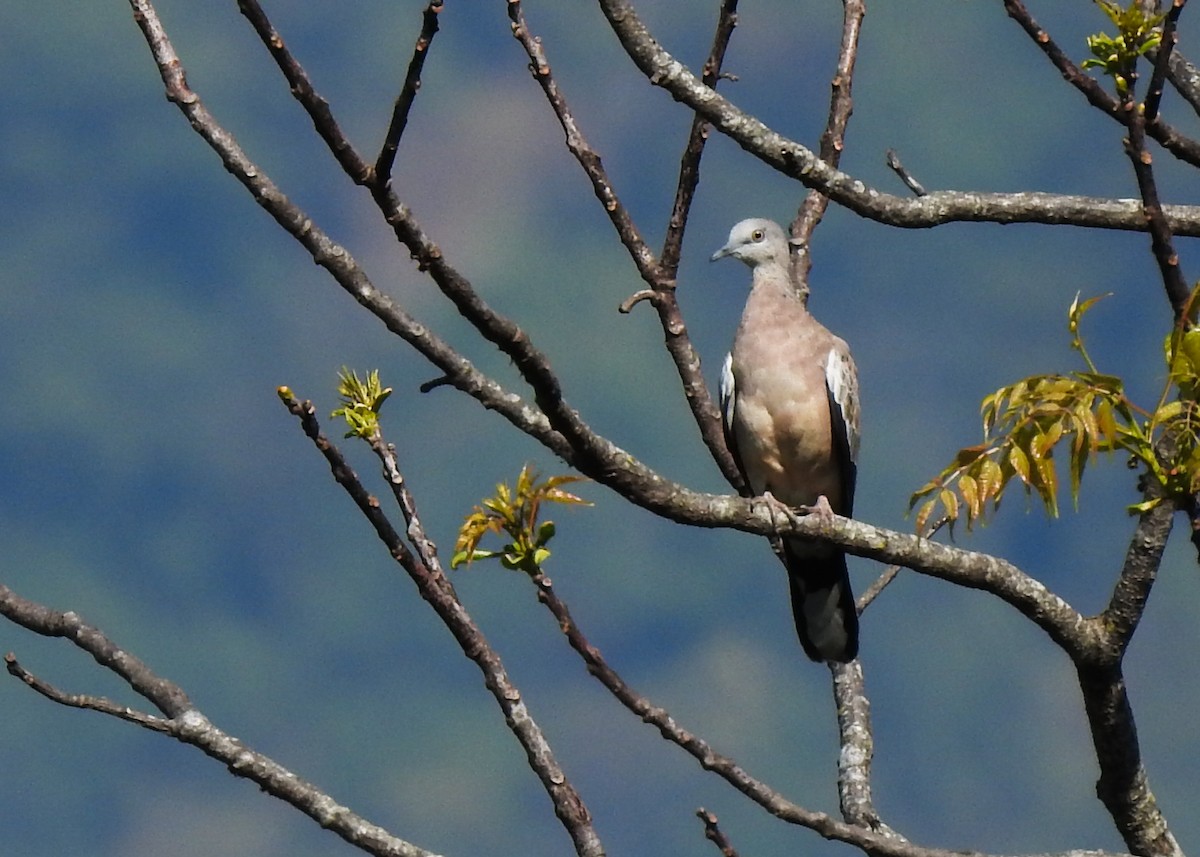 珠頸斑鳩 - ML615461056