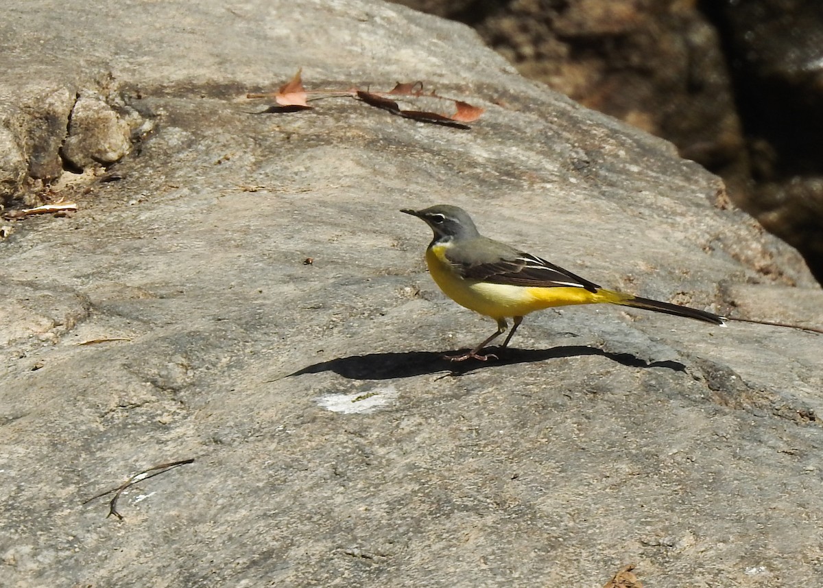 Gray Wagtail - ML615461063