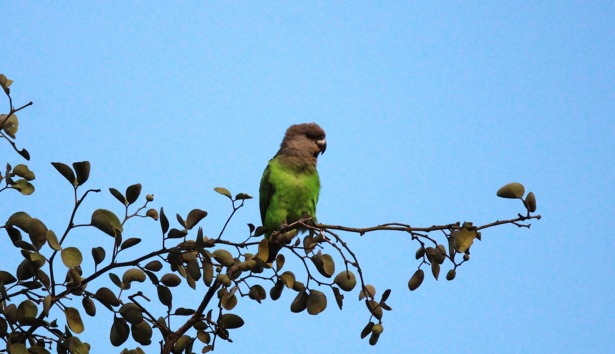 Brown-headed Parrot - Horatiu Stefanie