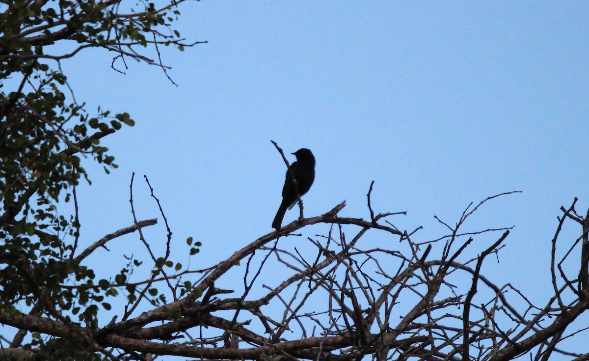 Southern Black-Flycatcher - ML615461084