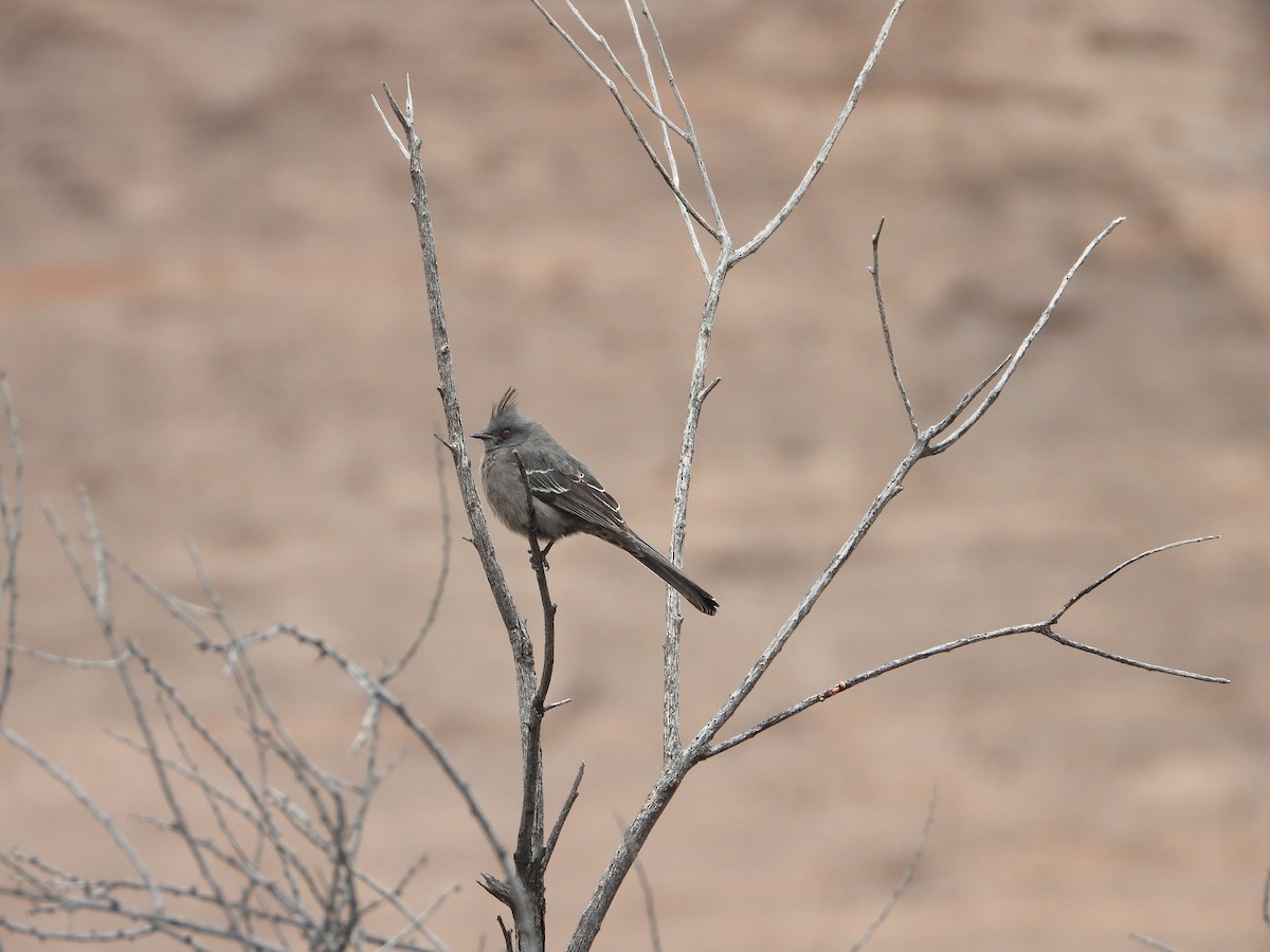 Phénopèple luisant - ML615461087