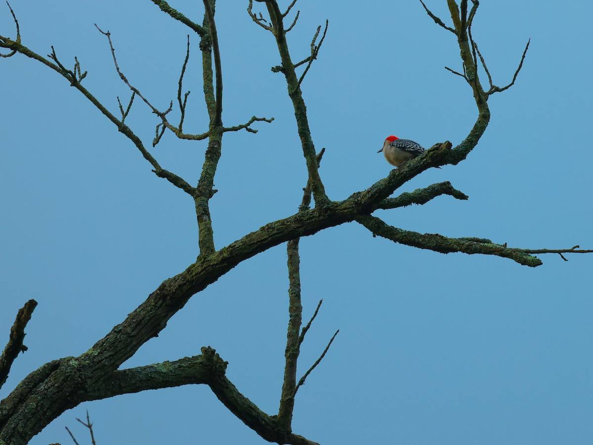Red-bellied Woodpecker - Michael D Gumert