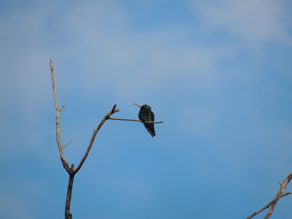 kolibřík lesklobřichý - ML615461124