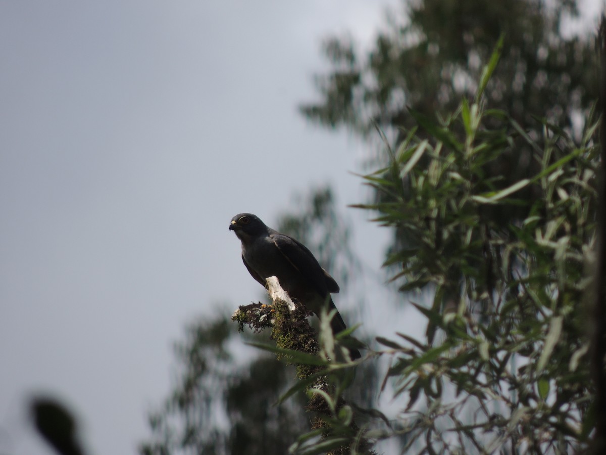 Rufous-thighed Kite - ML615461132