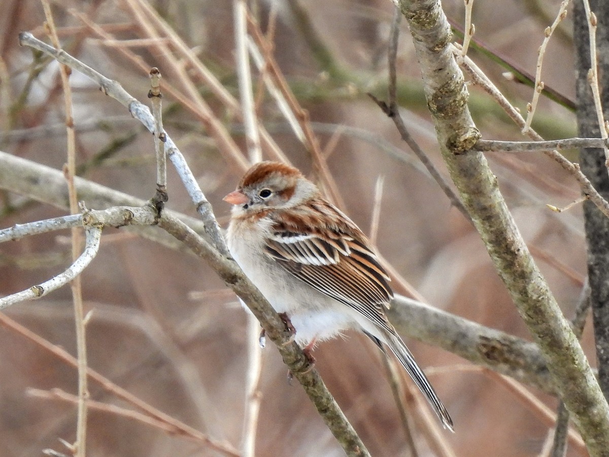 Field Sparrow - ML615461138