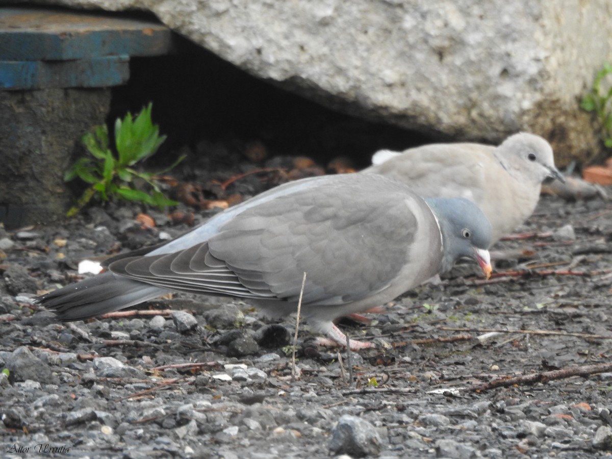 Common Wood-Pigeon - Aitor Urrutia