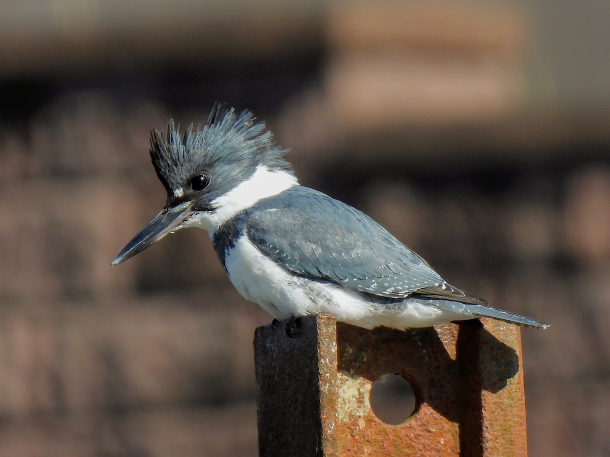 Belted Kingfisher - ML615461164