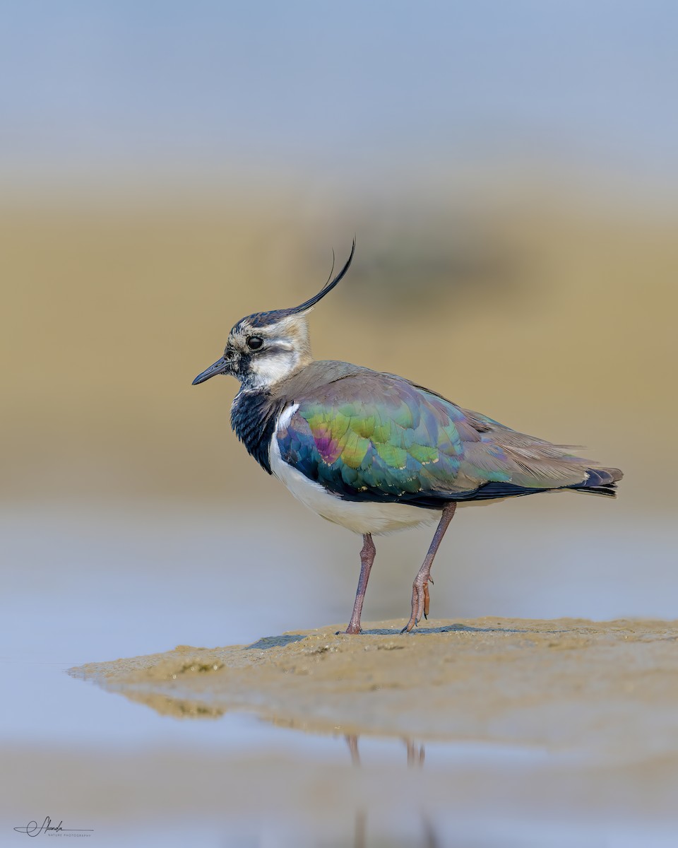 Northern Lapwing - ML615461189