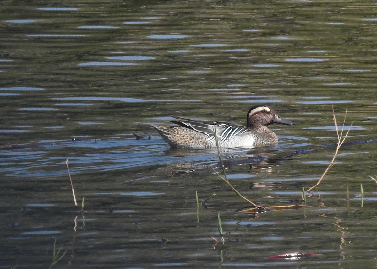 Garganey - ML615461193