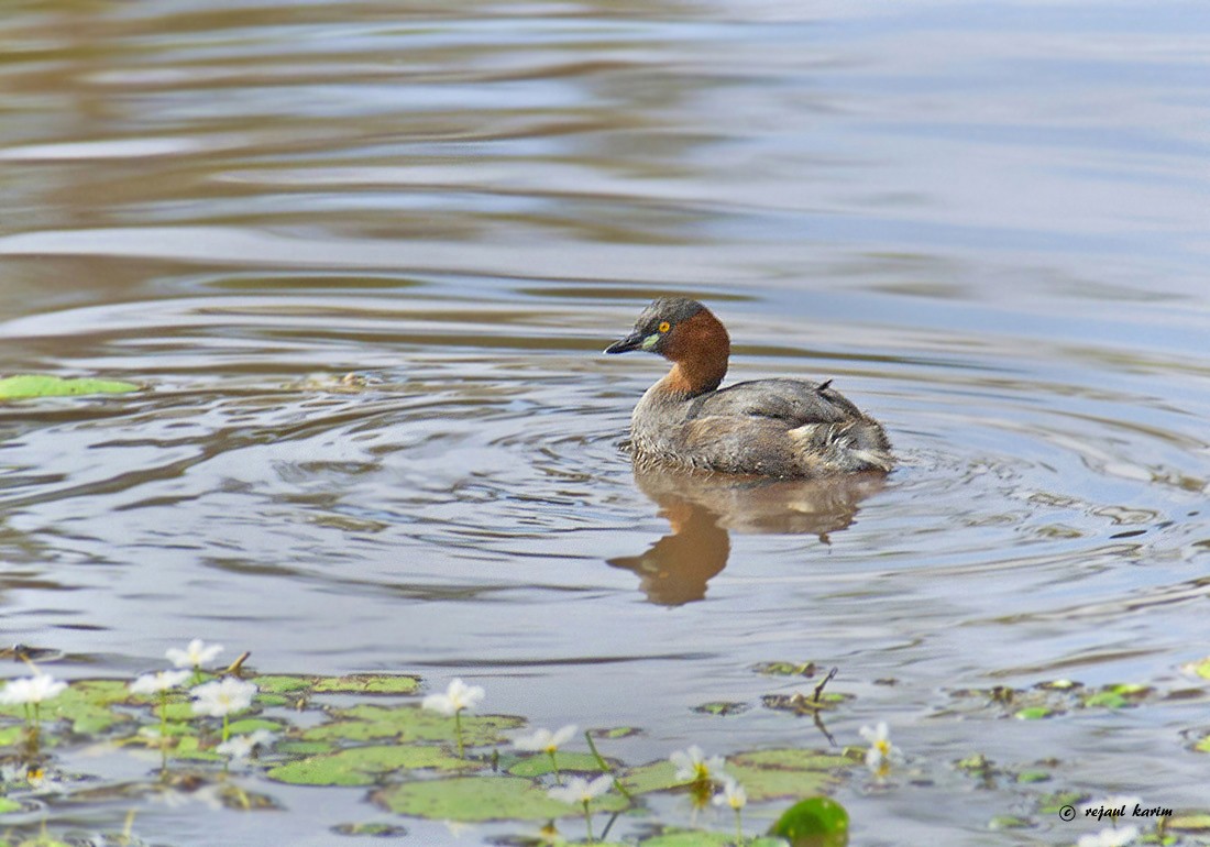 Little Grebe - ML615461200