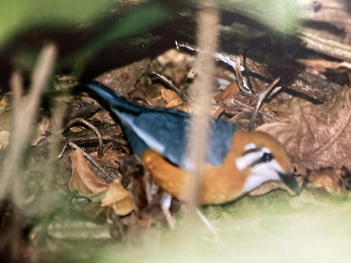 Orange-headed Thrush - stephen  carter