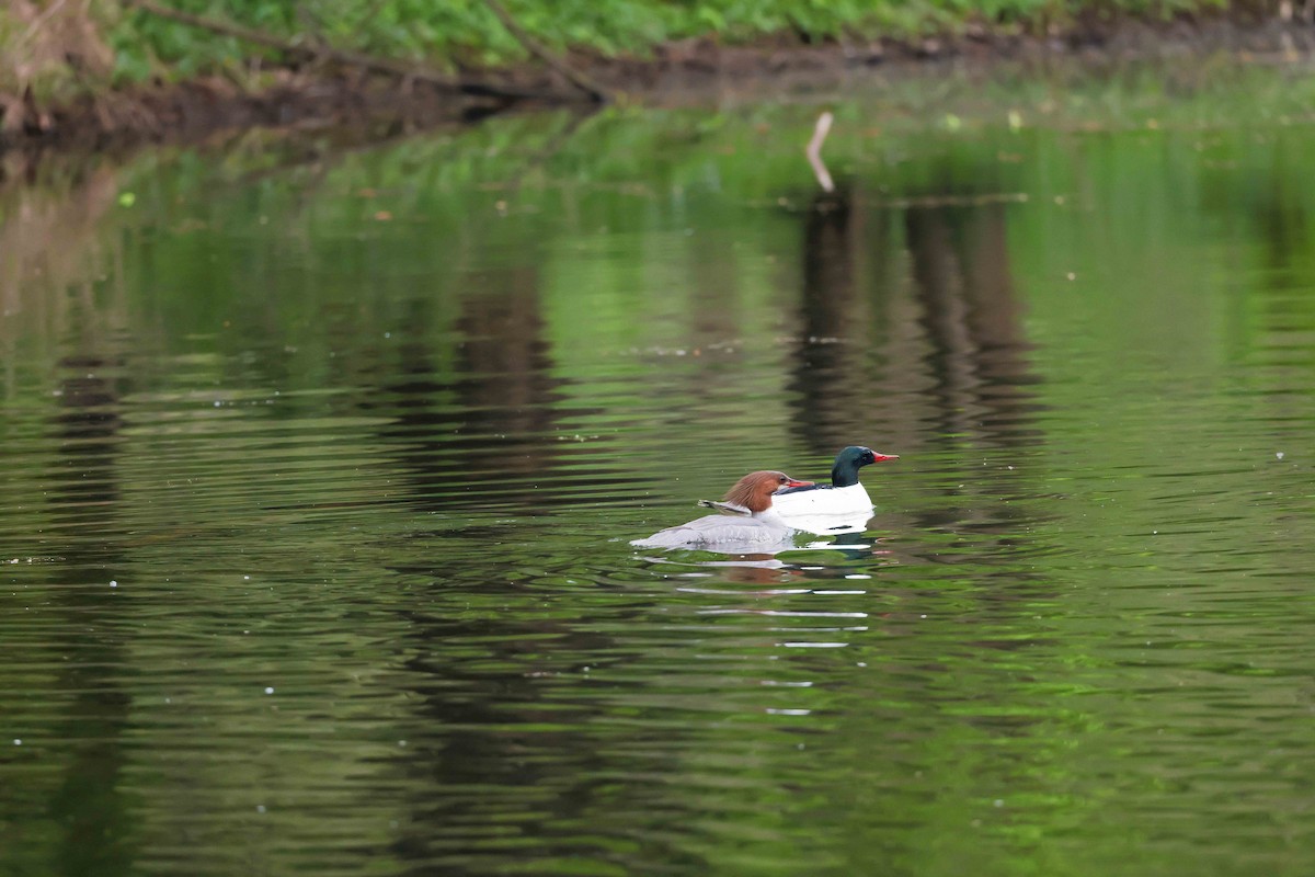 Common Merganser - ML615461212