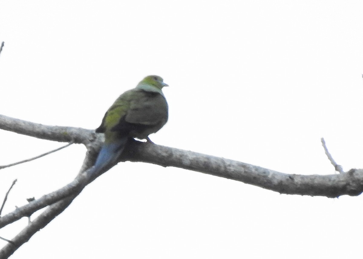 Pin-tailed Green-Pigeon - ML615461219