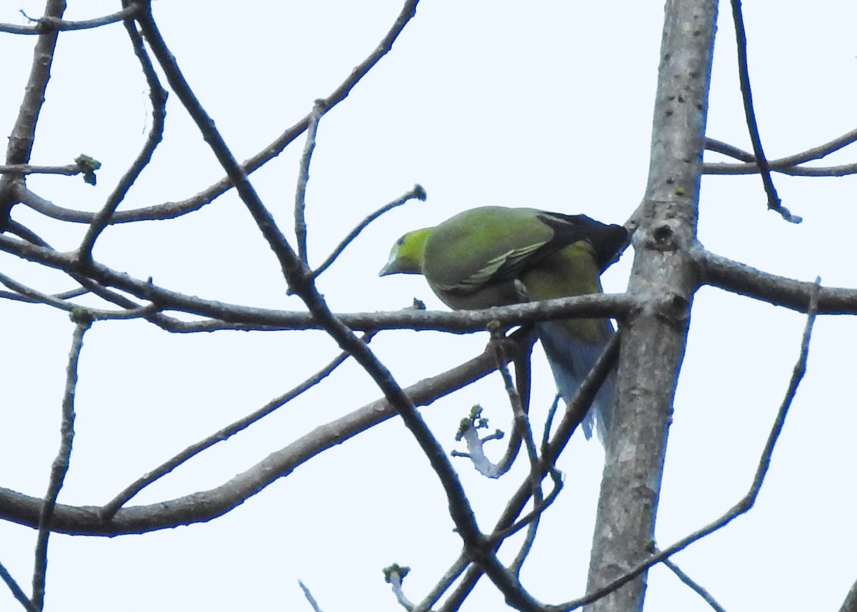 Pin-tailed Green-Pigeon - ML615461220
