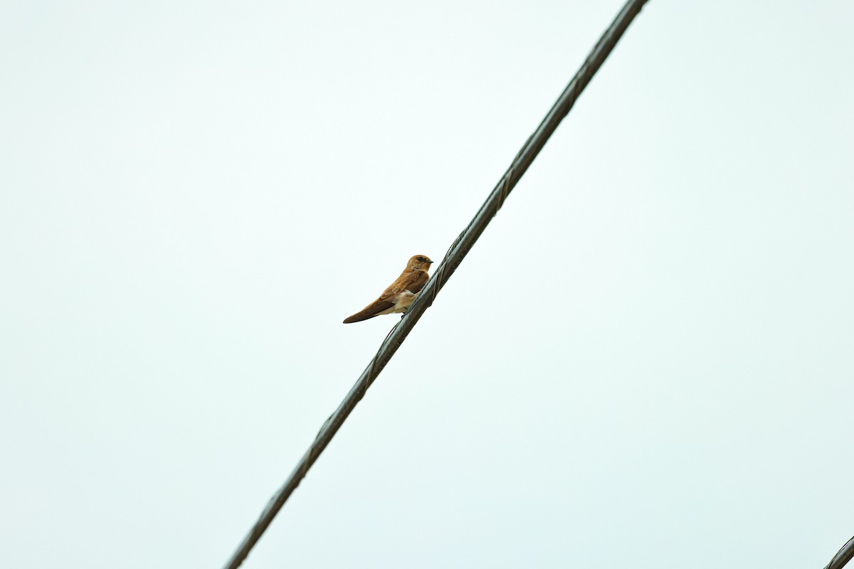 Northern Rough-winged Swallow - Michael D Gumert