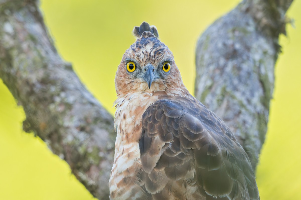 Wallace's Hawk-Eagle - Dubi Shapiro