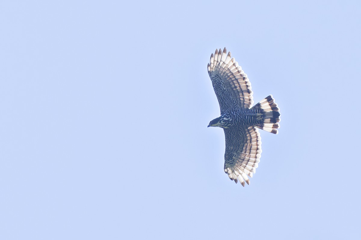 Blyth's Hawk-Eagle - Dubi Shapiro
