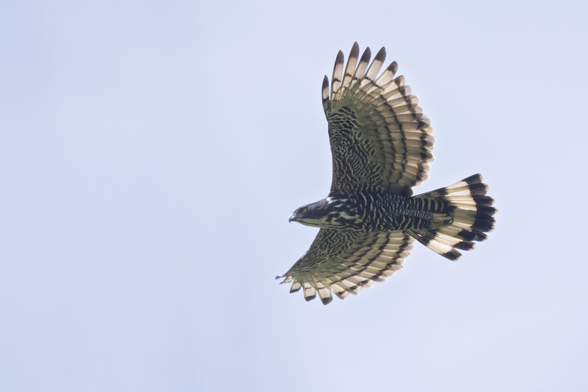 Blyth's Hawk-Eagle - Dubi Shapiro