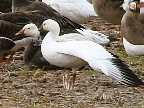 Ross's Goose - ML615461411