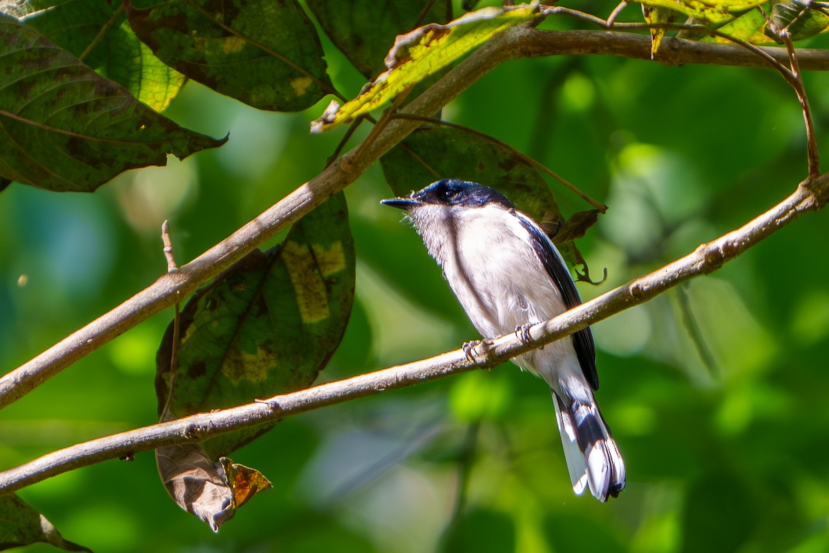 Bar-winged Flycatcher-shrike - ML615461412