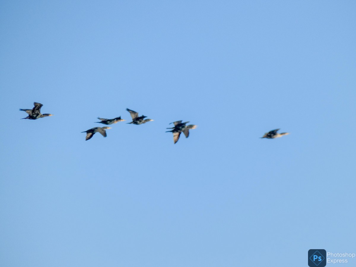 Double-crested Cormorant - Justin Cober-Lake