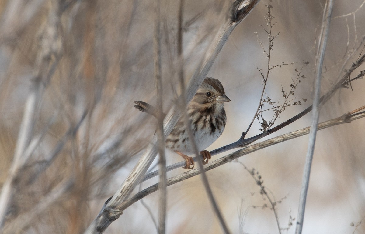 Song Sparrow - Mike Rabenberg