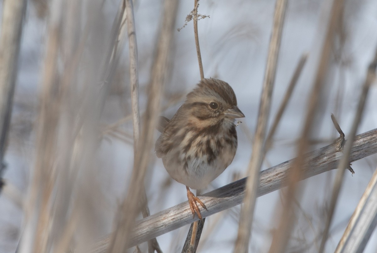 Song Sparrow - Mike Rabenberg