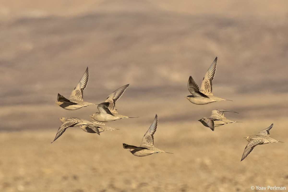 Spotted Sandgrouse - ML615461580