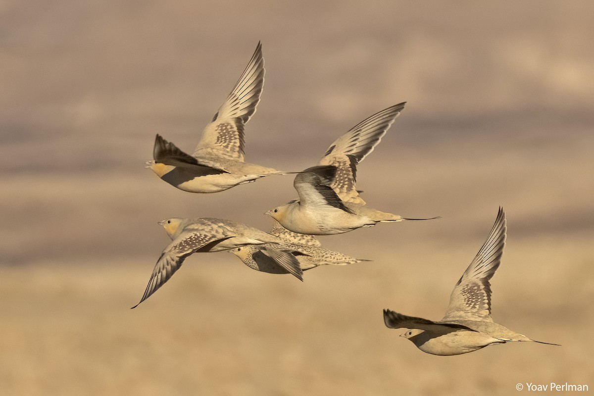 Spotted Sandgrouse - ML615461581