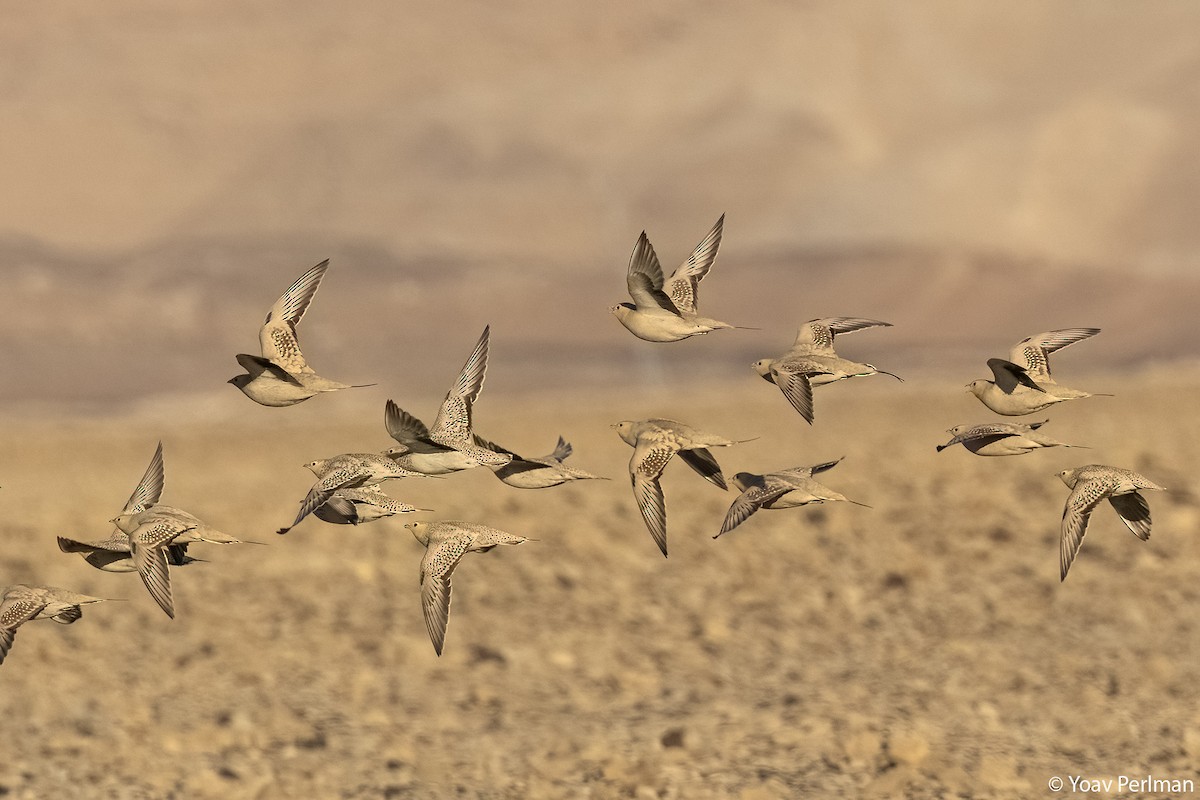 Spotted Sandgrouse - ML615461582