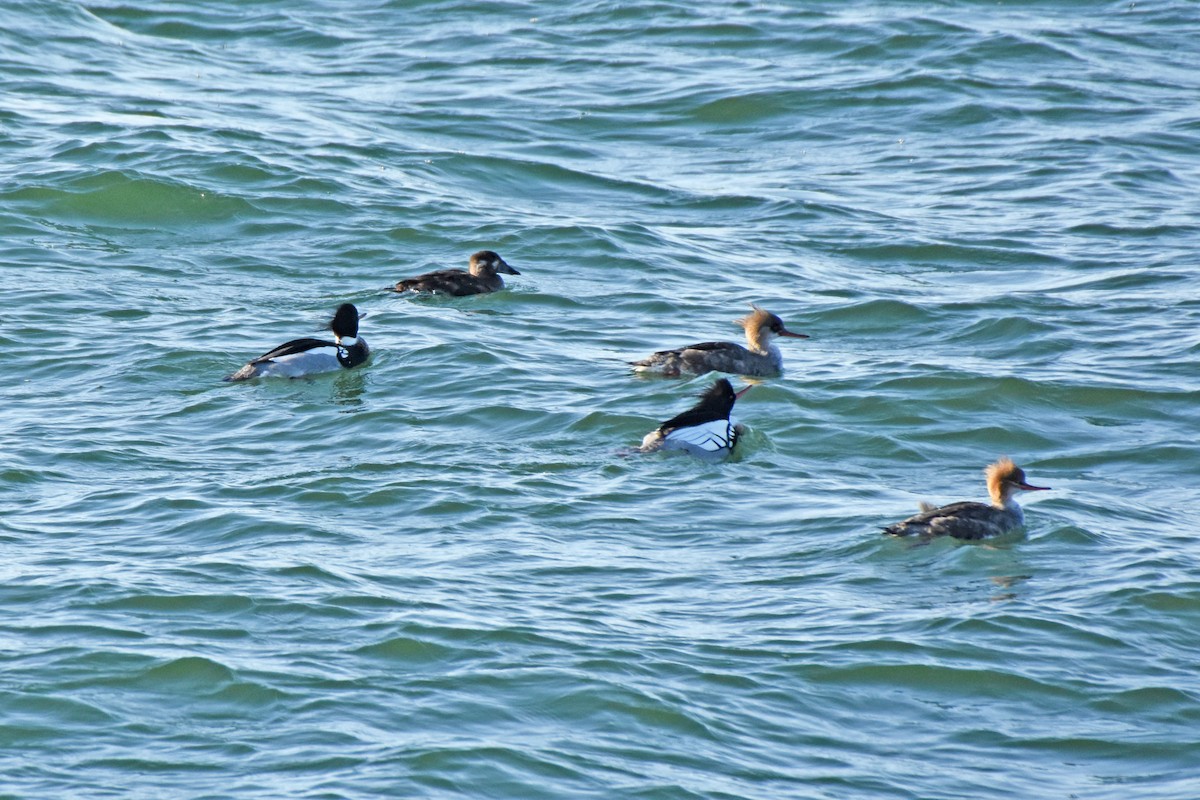 Red-breasted Merganser - Pamela Scrima