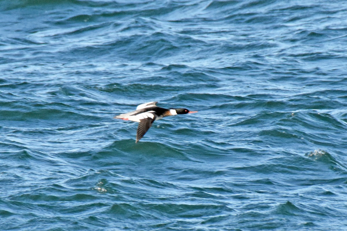 Red-breasted Merganser - ML615461627