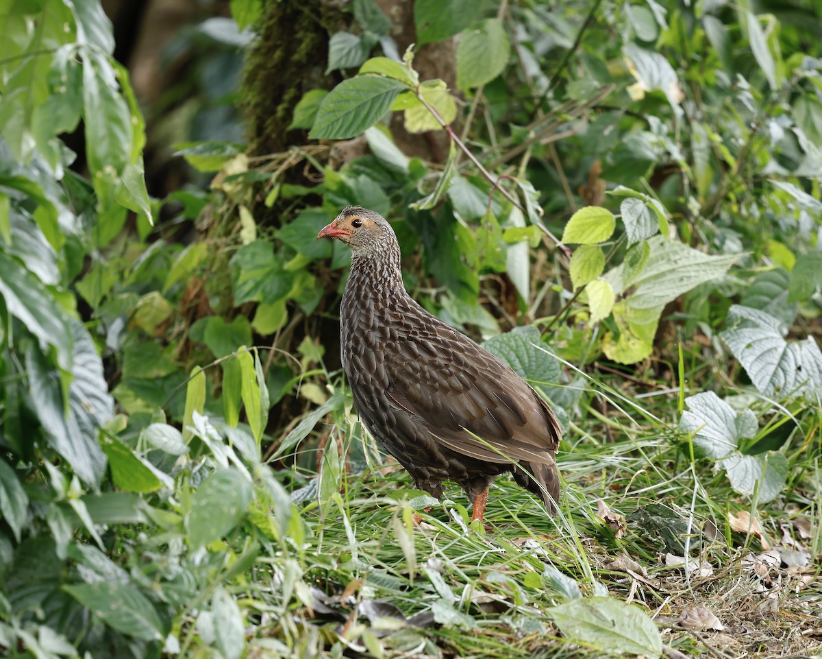 Scaly Spurfowl - ML615461677