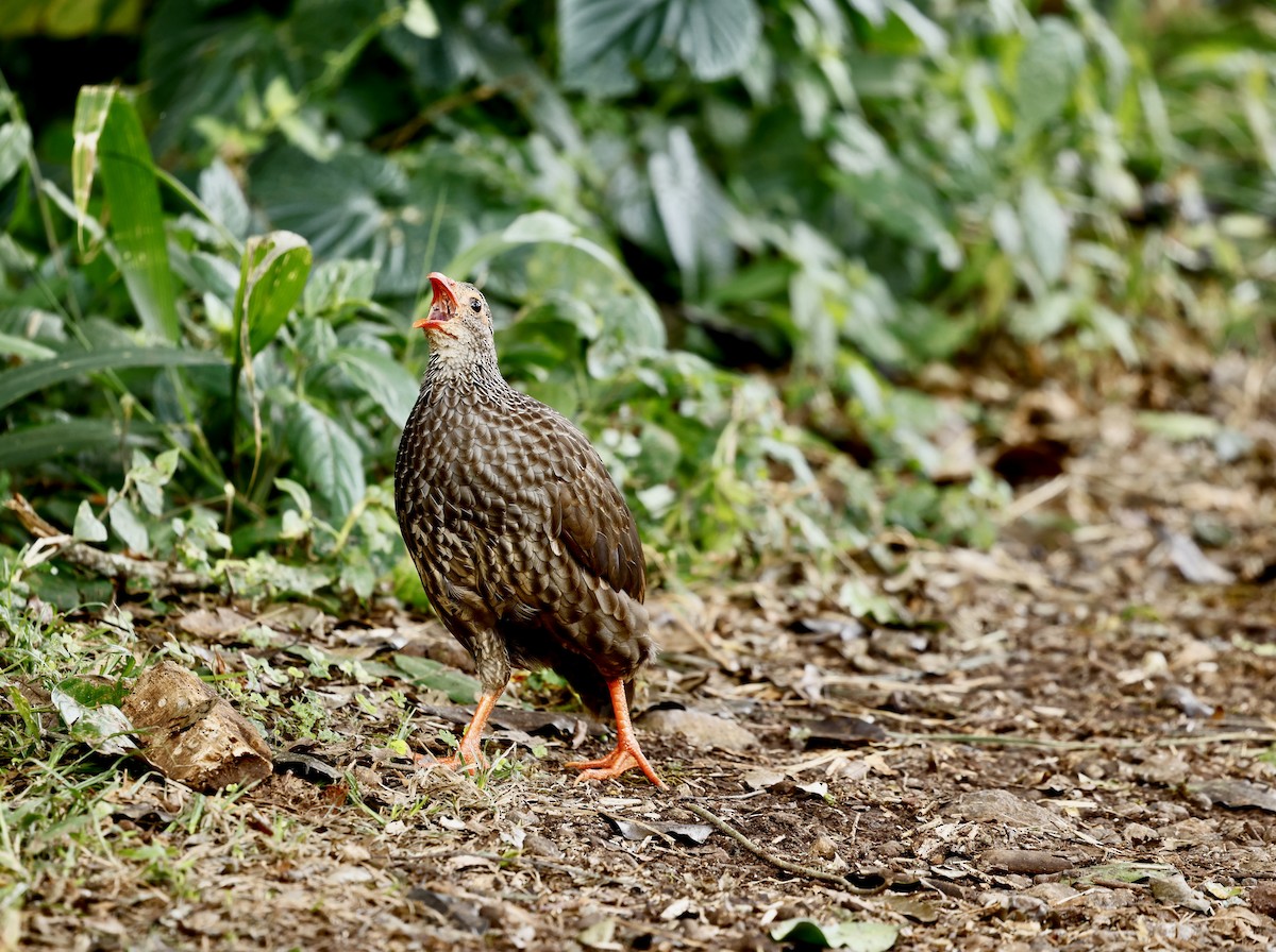 Scaly Spurfowl - ML615461720