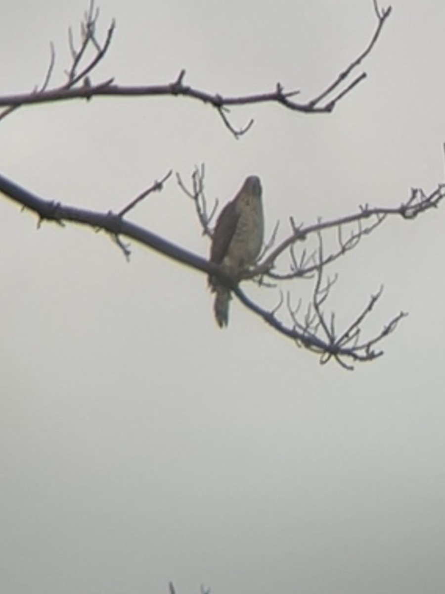 Cooper's Hawk - ML615461772