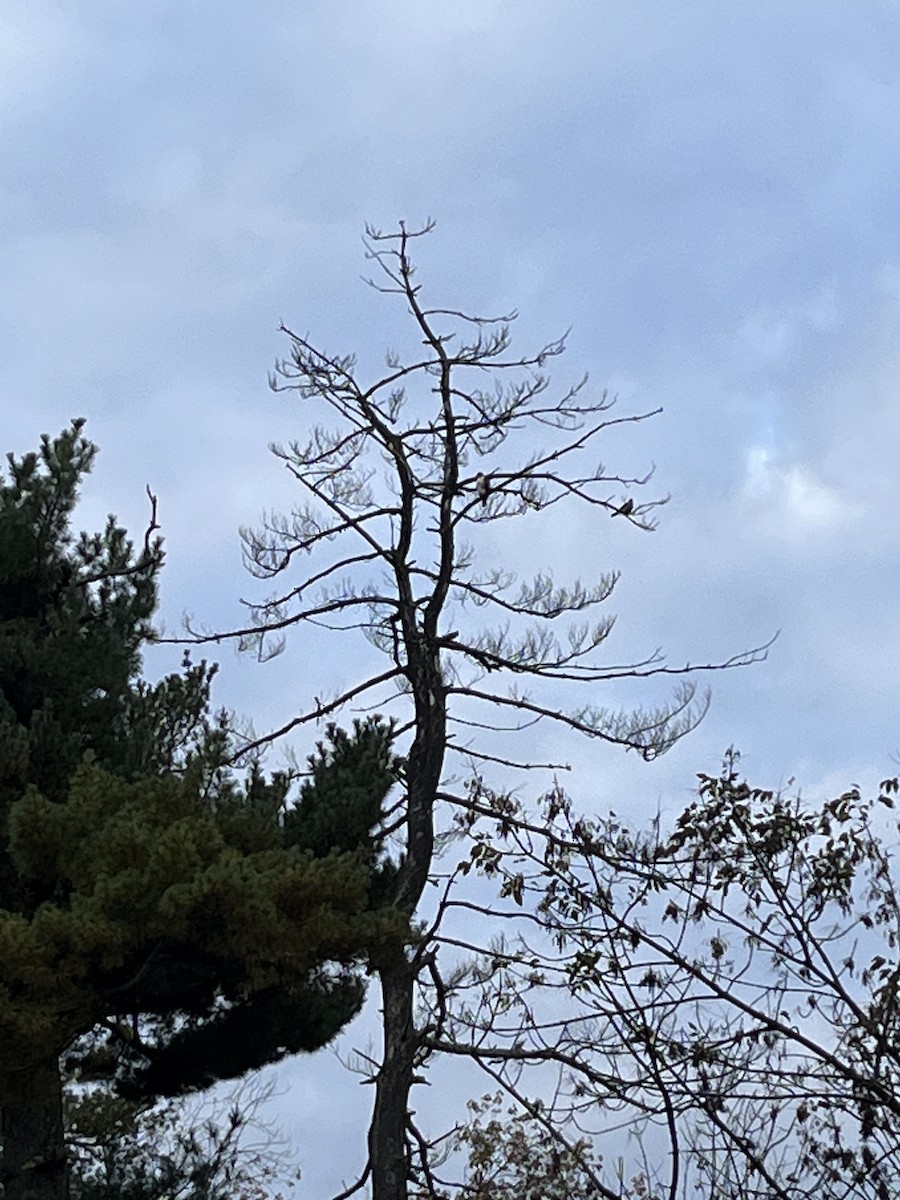 Cooper's Hawk - ML615461774