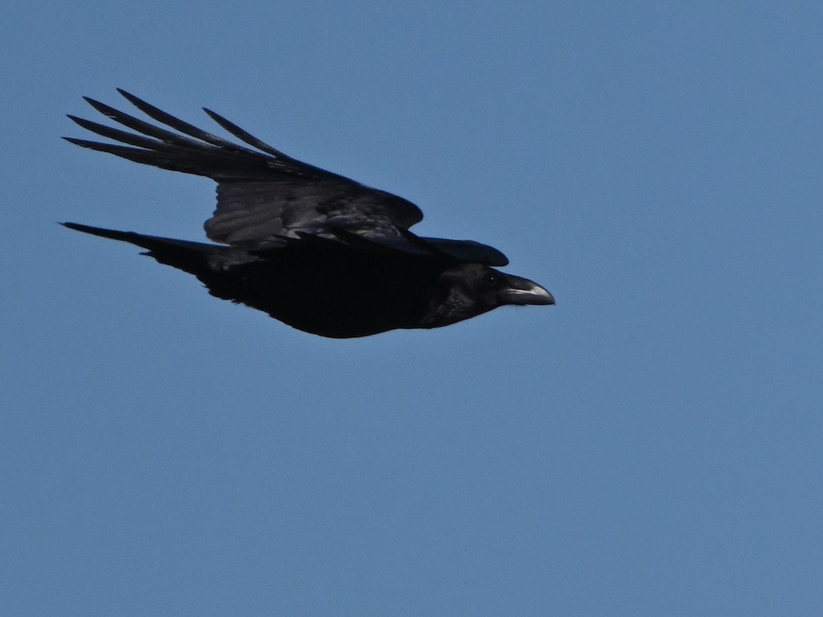 Common Raven - ML615461867