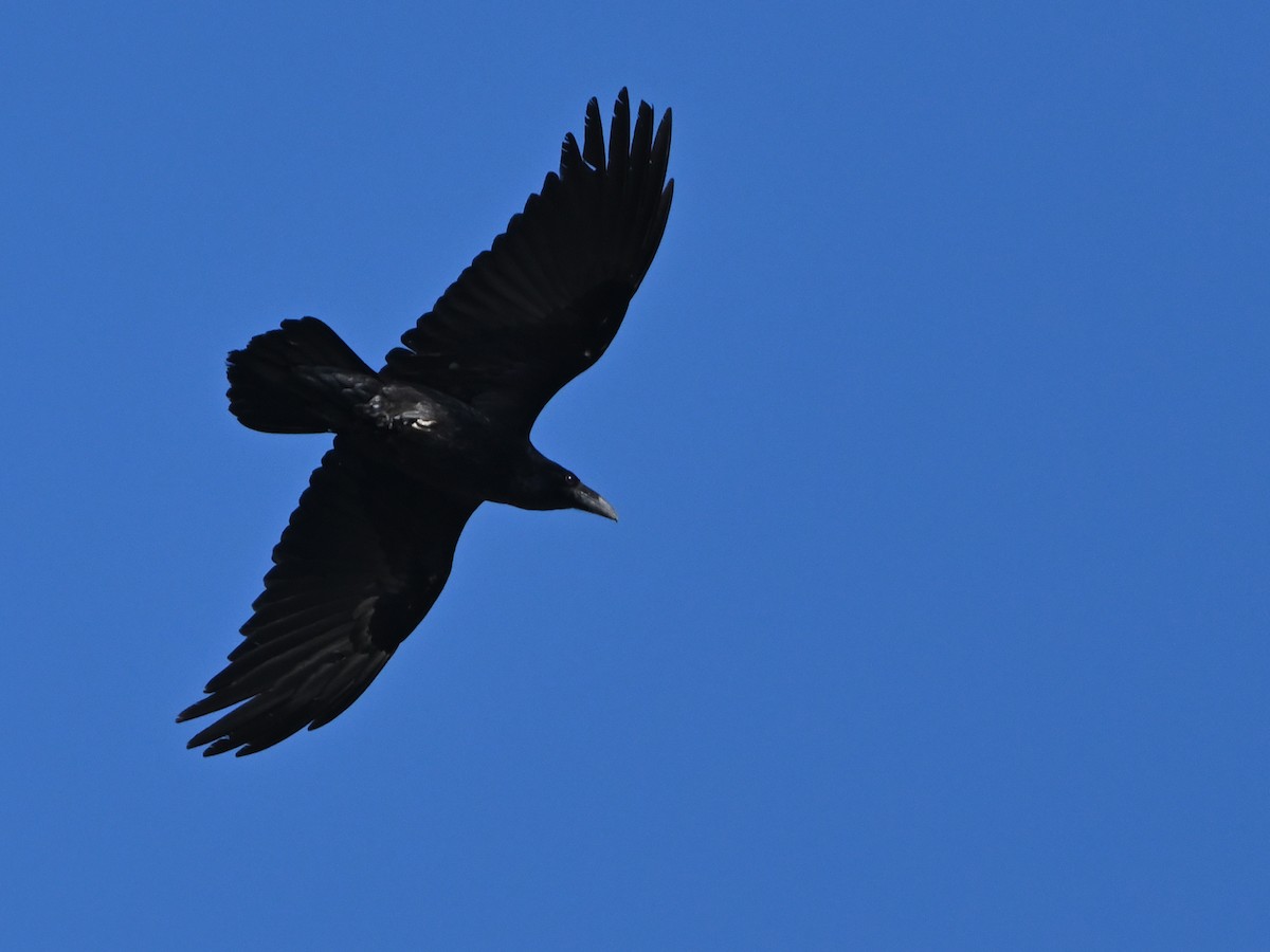 Common Raven - ML615461868