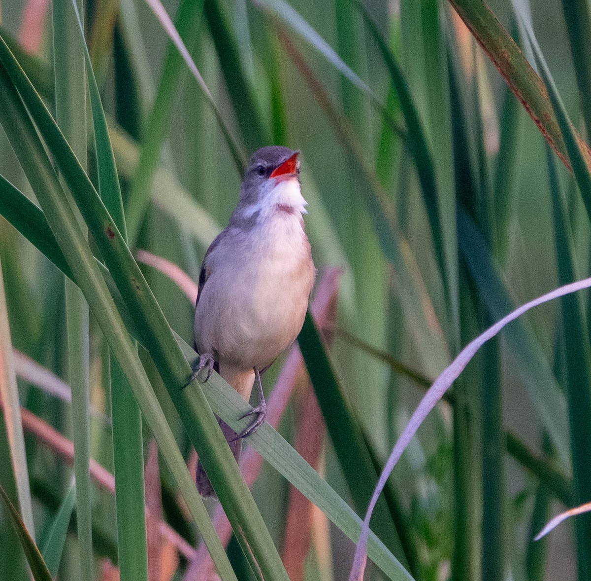 Clamorous Reed Warbler - David Houle