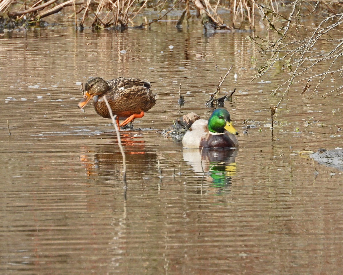 Mallard - ML615461907