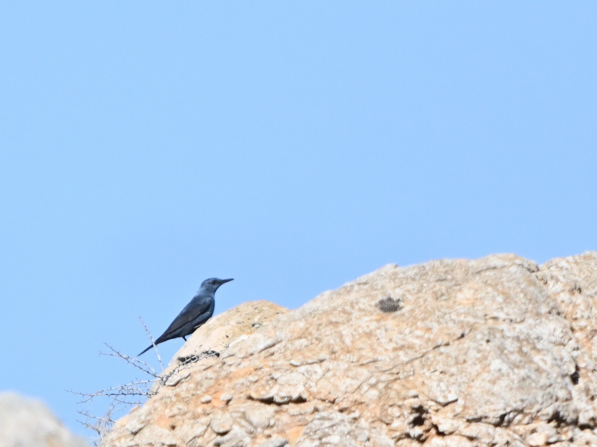 Blue Rock-Thrush - ML615461963