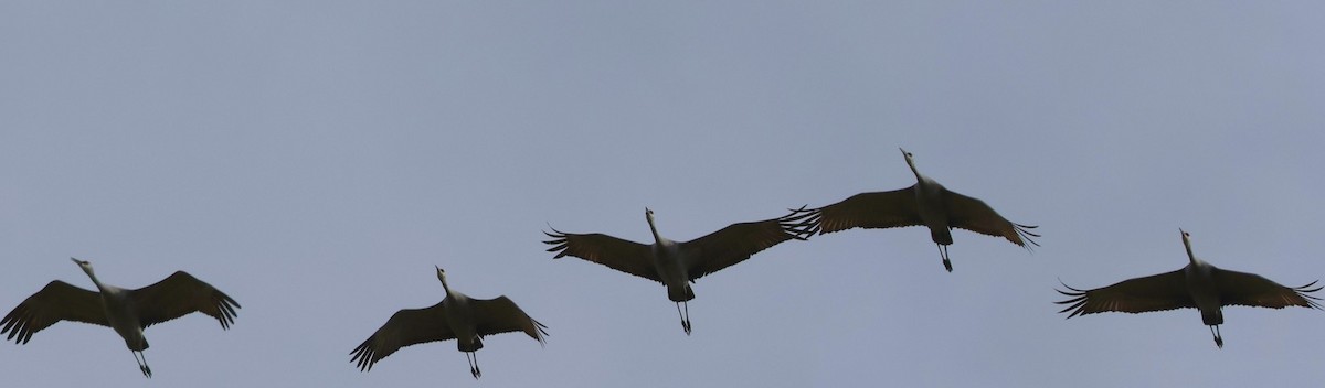 Sandhill Crane - ML615462014