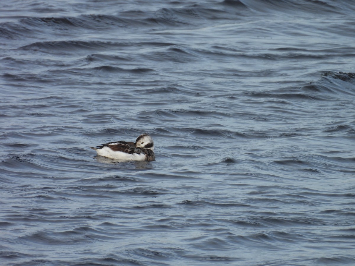 Long-tailed Duck - Lars Specht