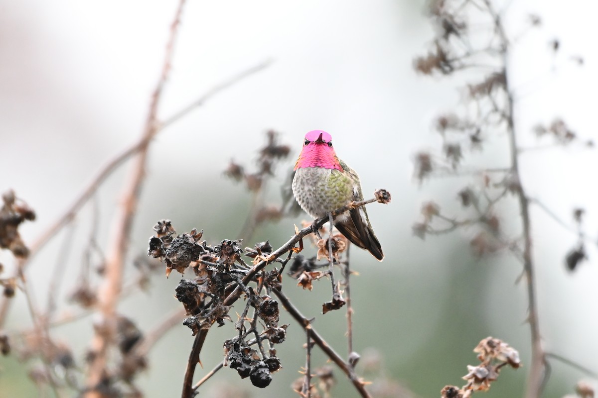 Anna's Hummingbird - marlene mitchell