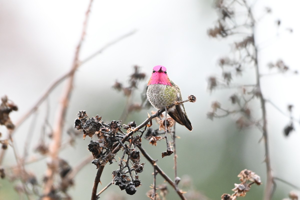 Anna's Hummingbird - ML615462037