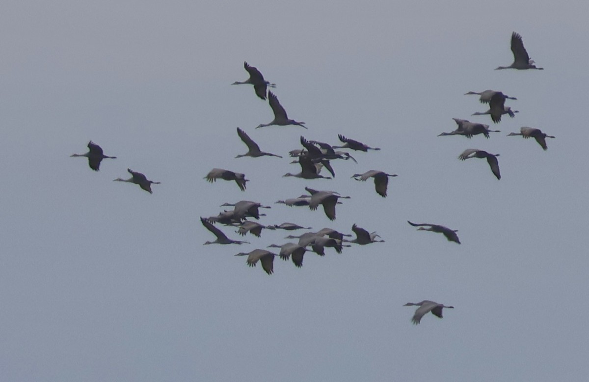 Sandhill Crane - ML615462065