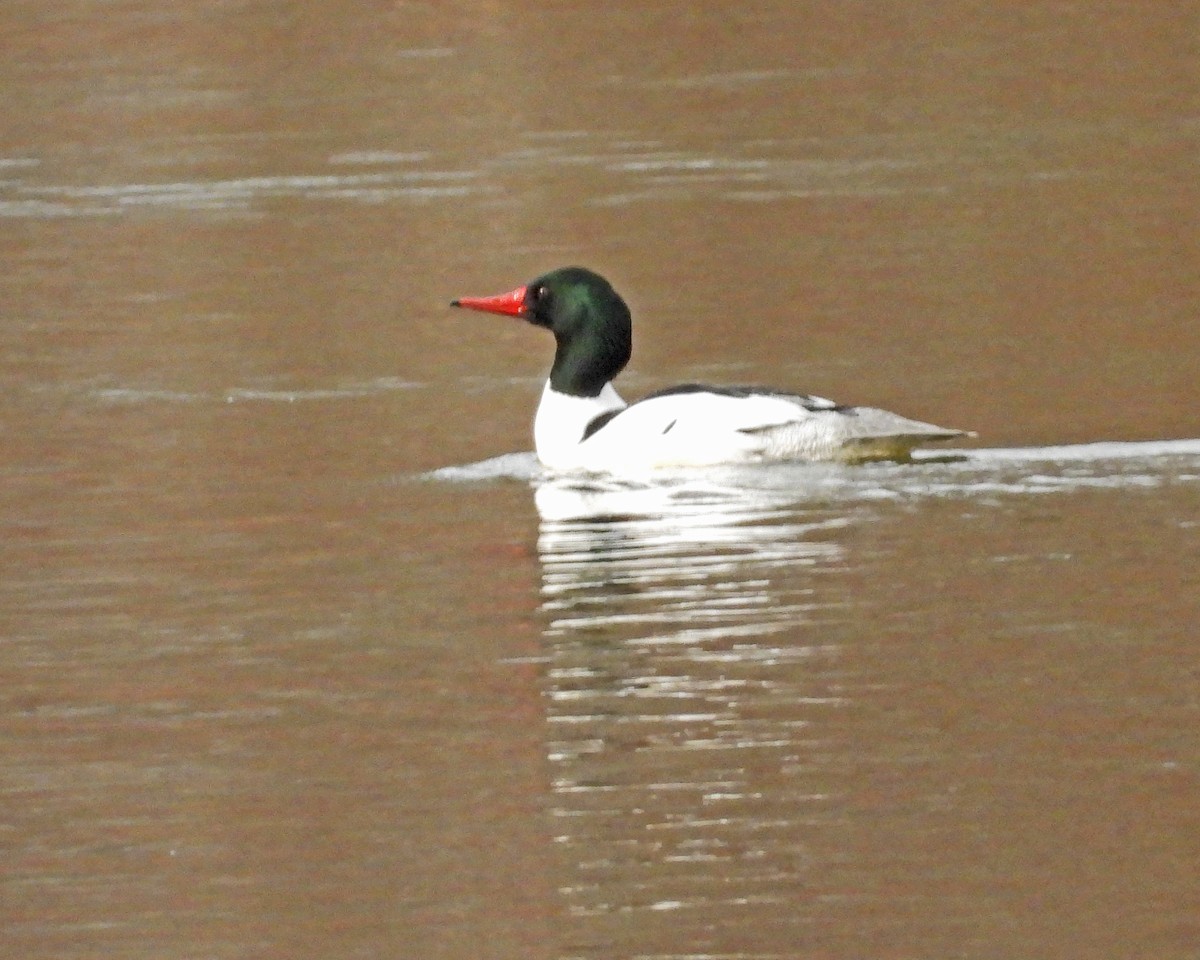 Common Merganser - ML615462071