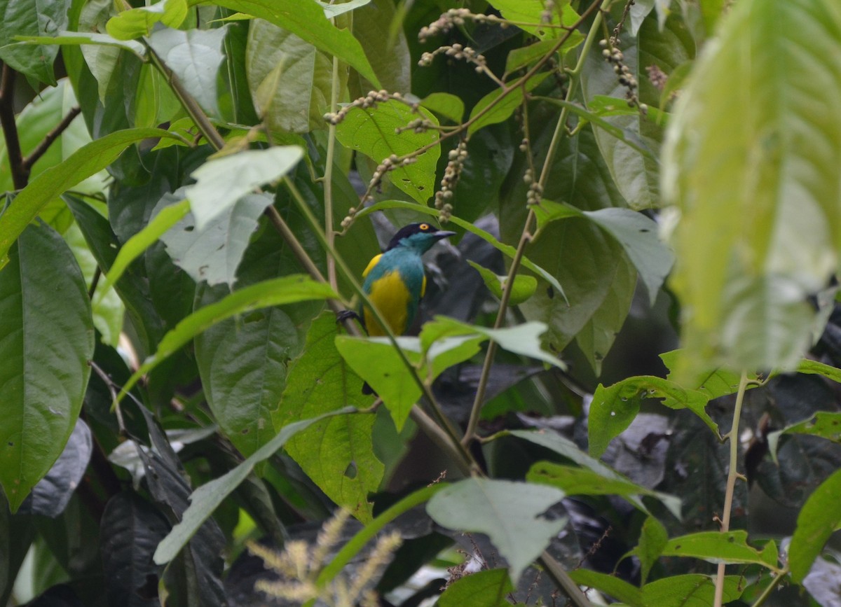 Black-faced Dacnis - Ana Vanegas